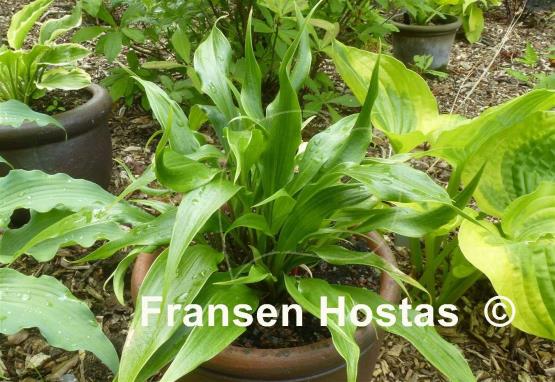 Hosta Corkscrew